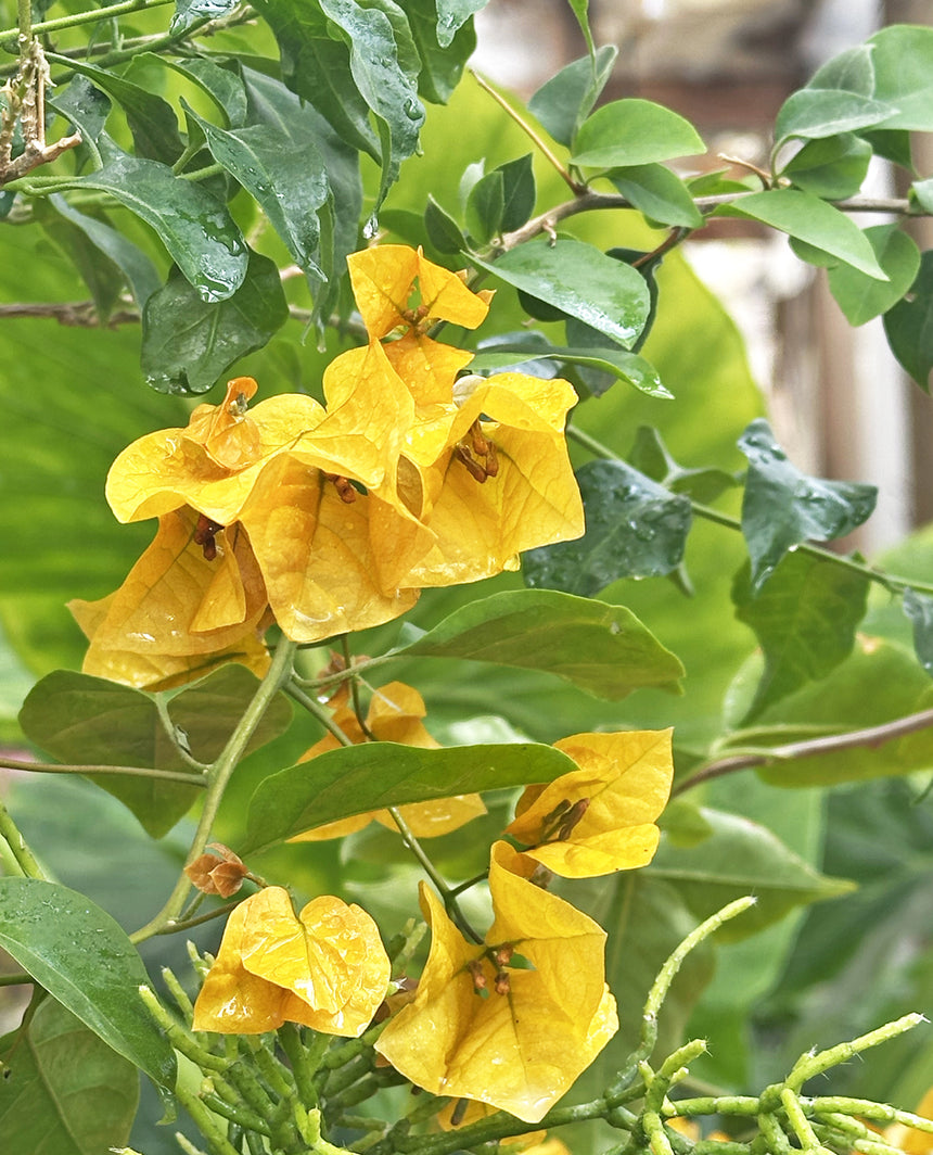 Buganvilia S