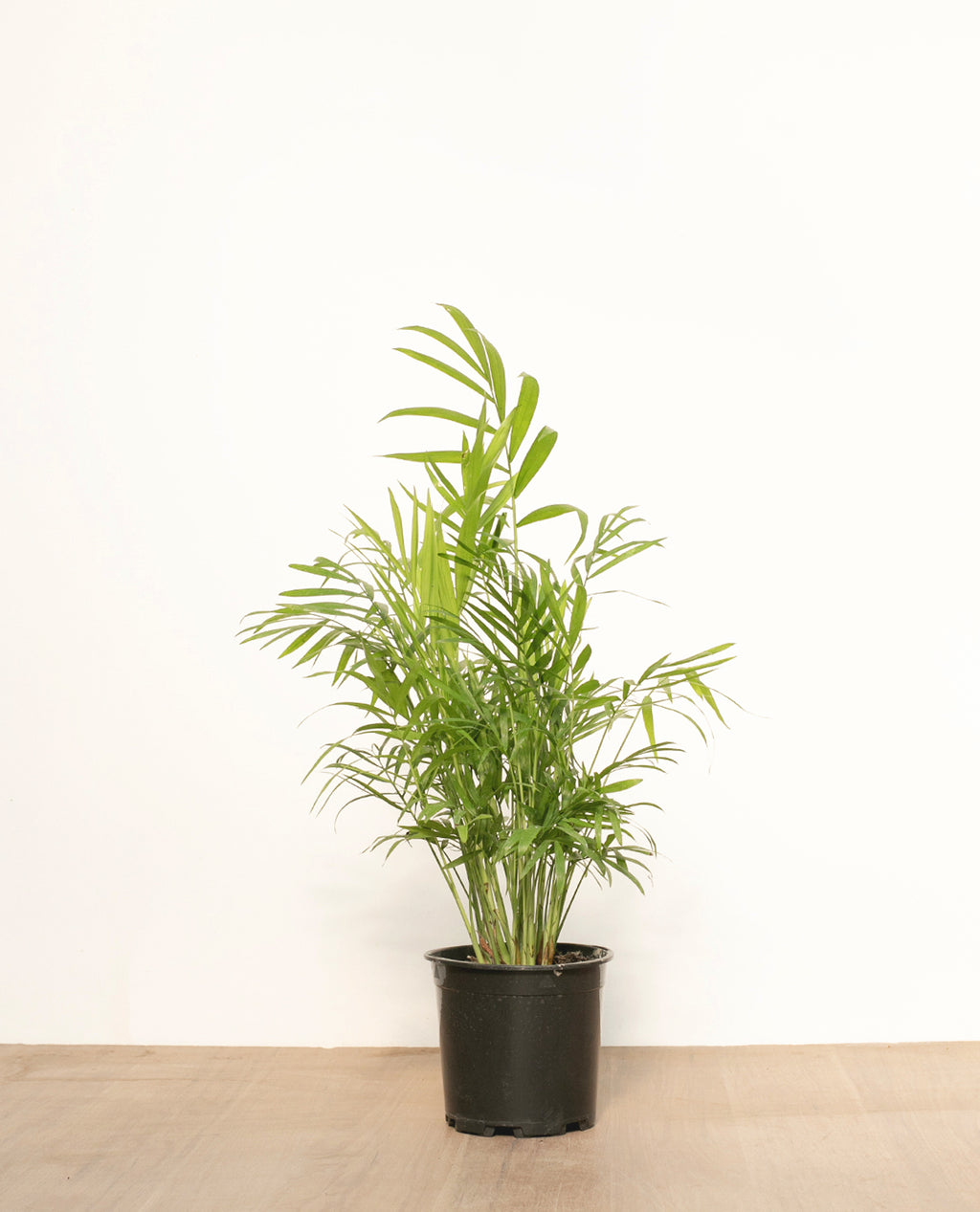 Palmera Chamaedorea (S)