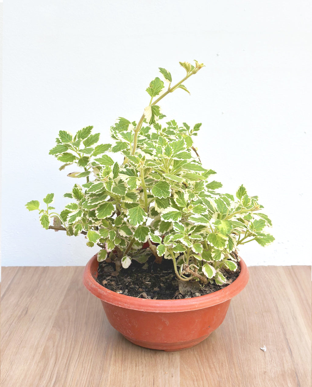 incienso