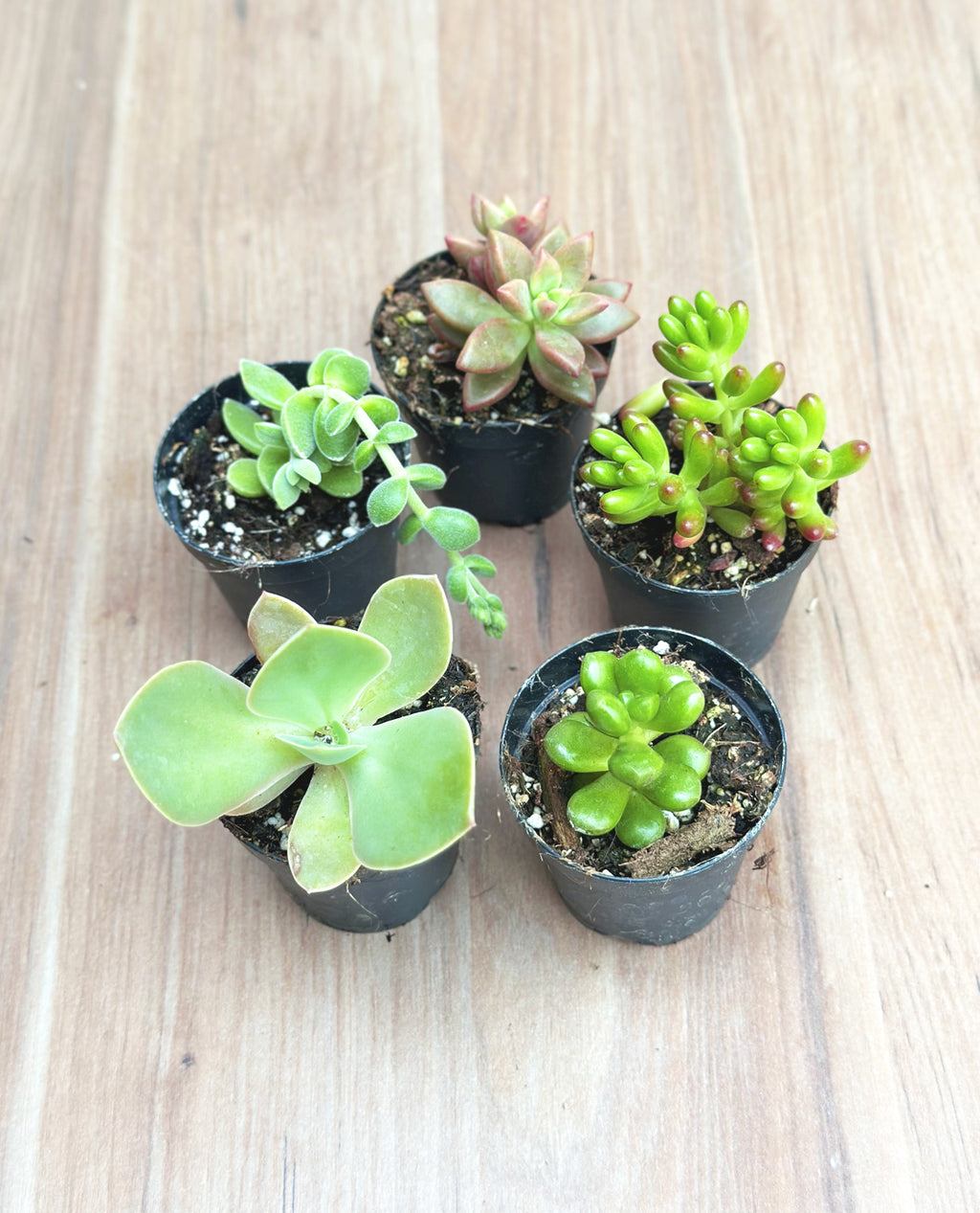 Mini suculentas