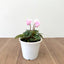 Violeta de Persia mini (Cyclamen)