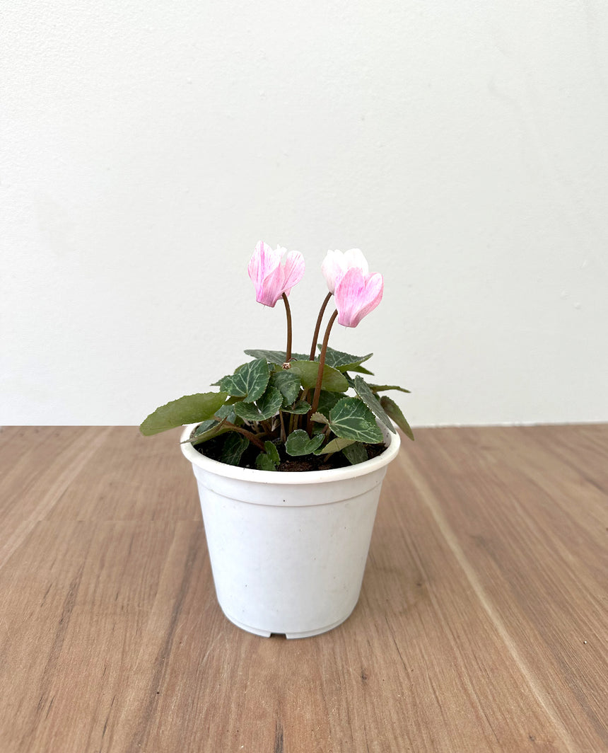 Violeta de Persia mini (Cyclamen)