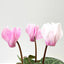 Violeta de Persia mini (Cyclamen)