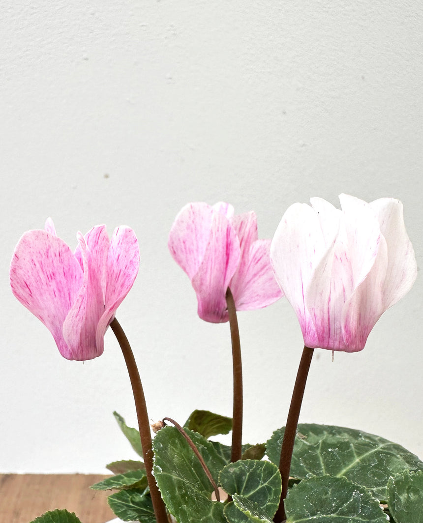 Violeta de Persia mini (Cyclamen)