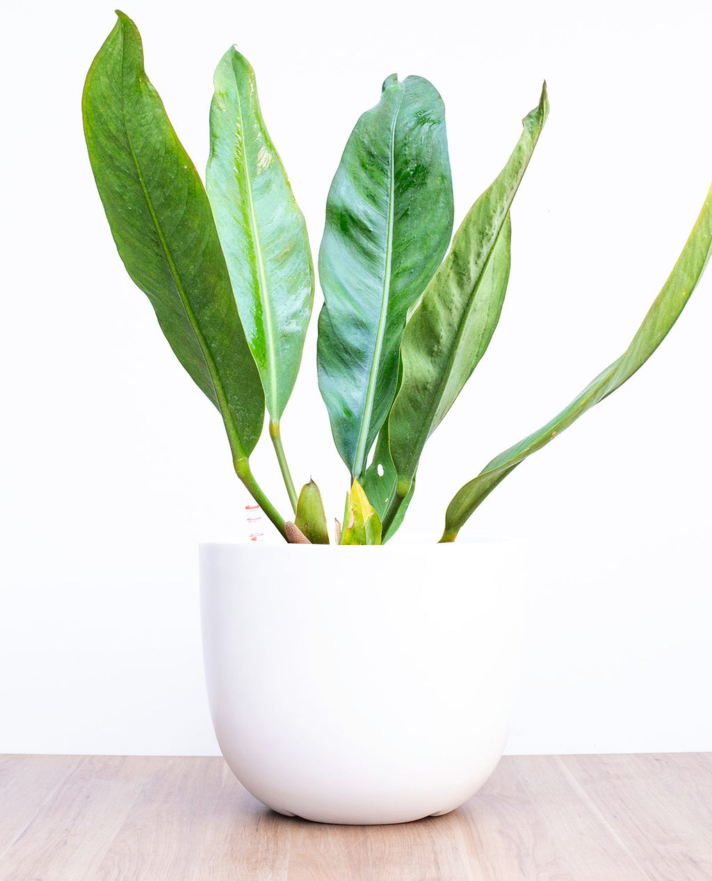 Anthurium Coriaceum L