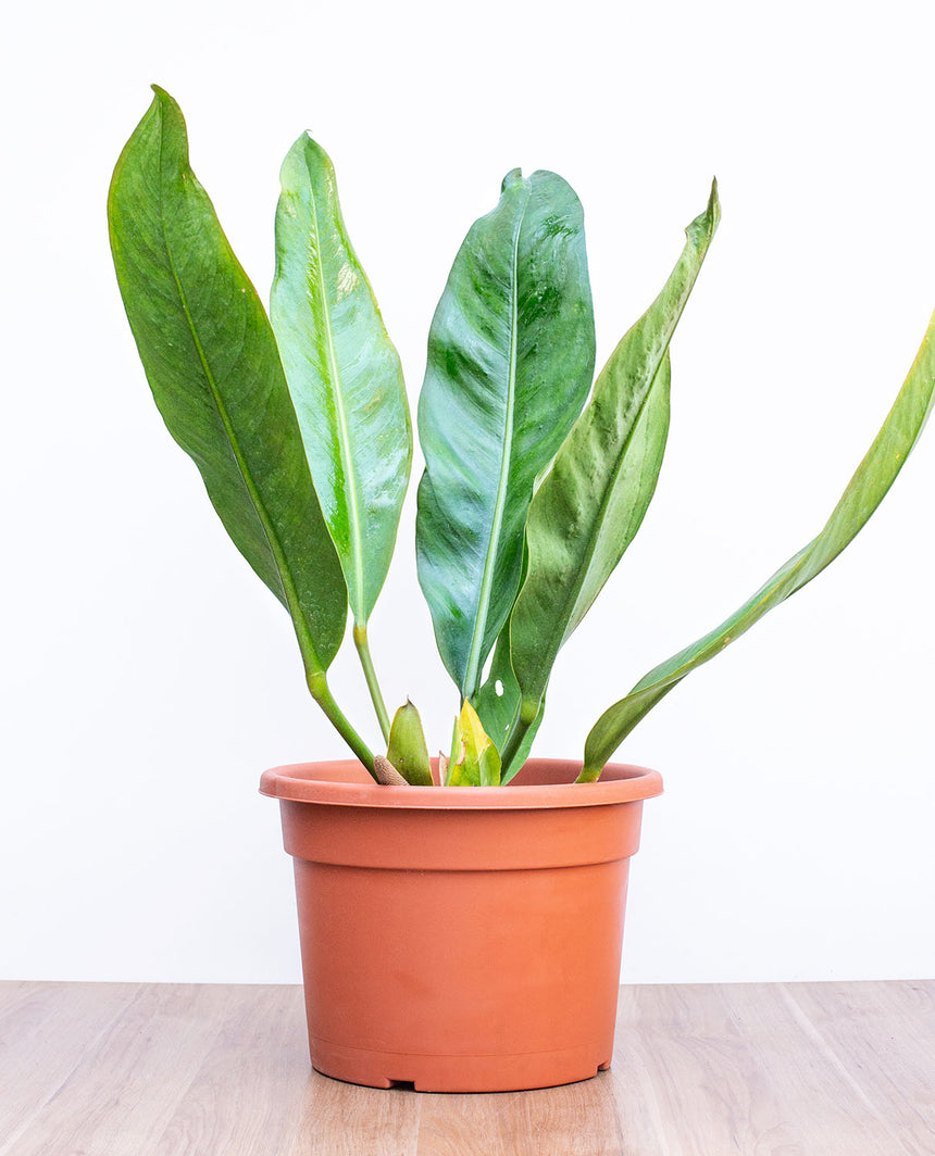 Anthurium Coriaceum L