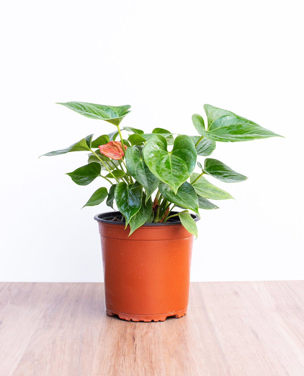Anthurium Andraeanum