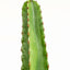 Euphorbia Candelabrum L