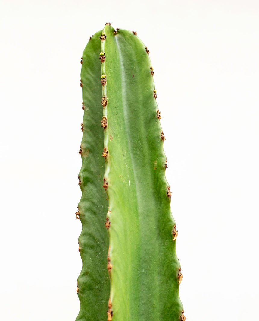 Euphorbia Candelabrum L