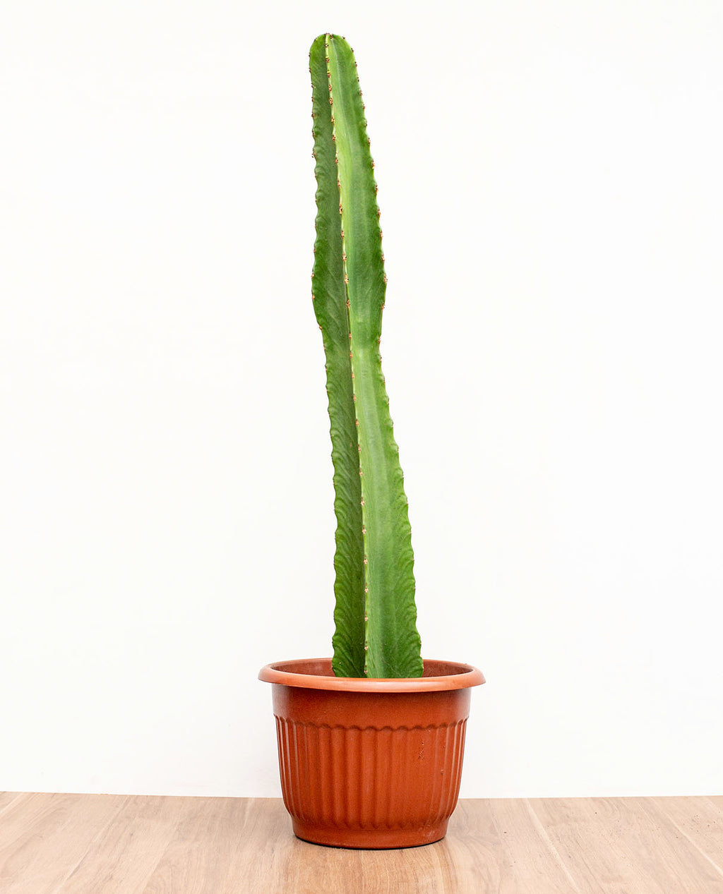 Euphorbia Candelabrum L