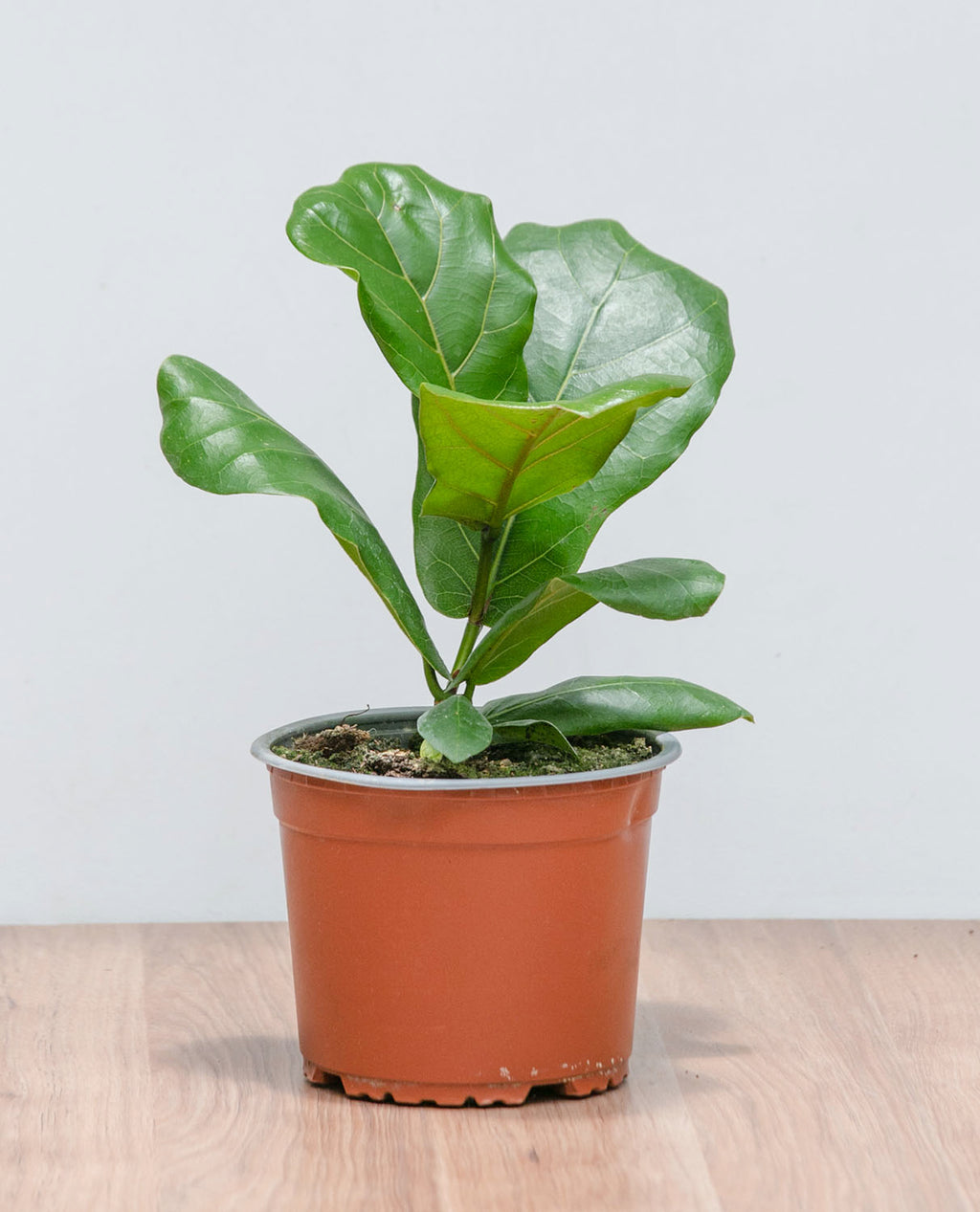 Ficus Lyrata Baby