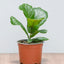 Ficus Lyrata Baby