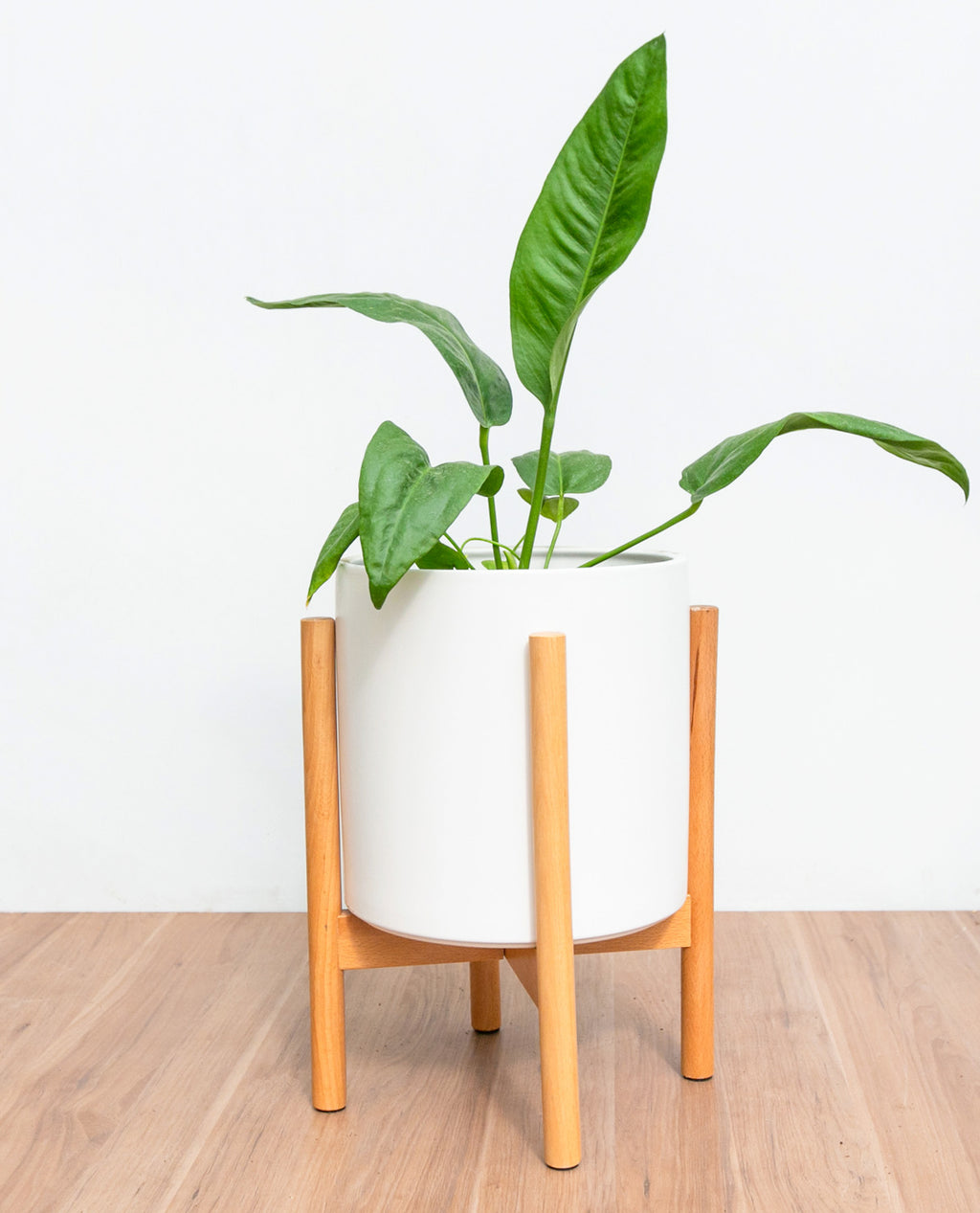 Anthurium Coriaceum M