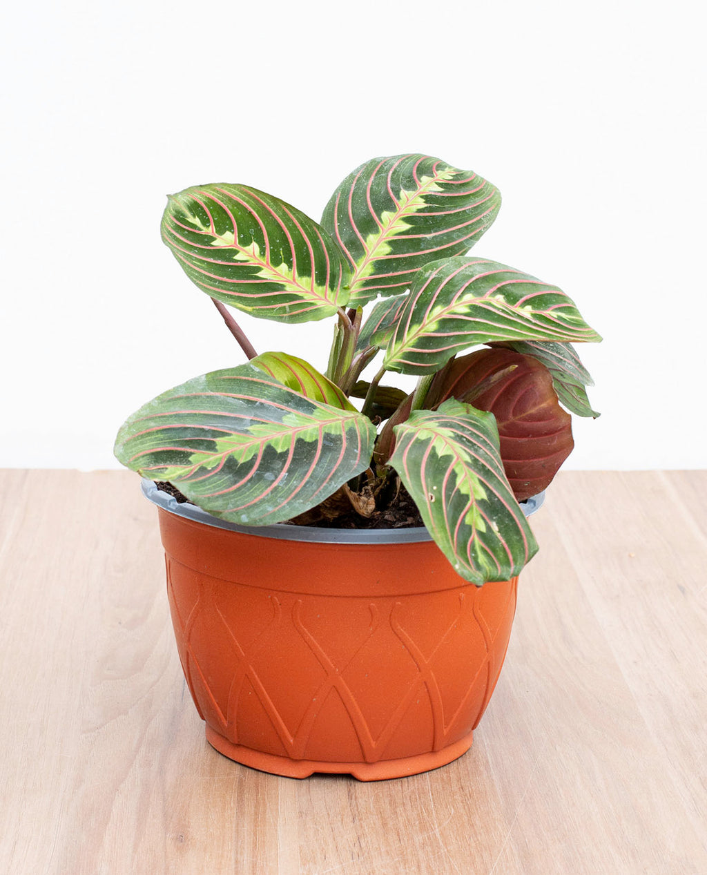 Maranta