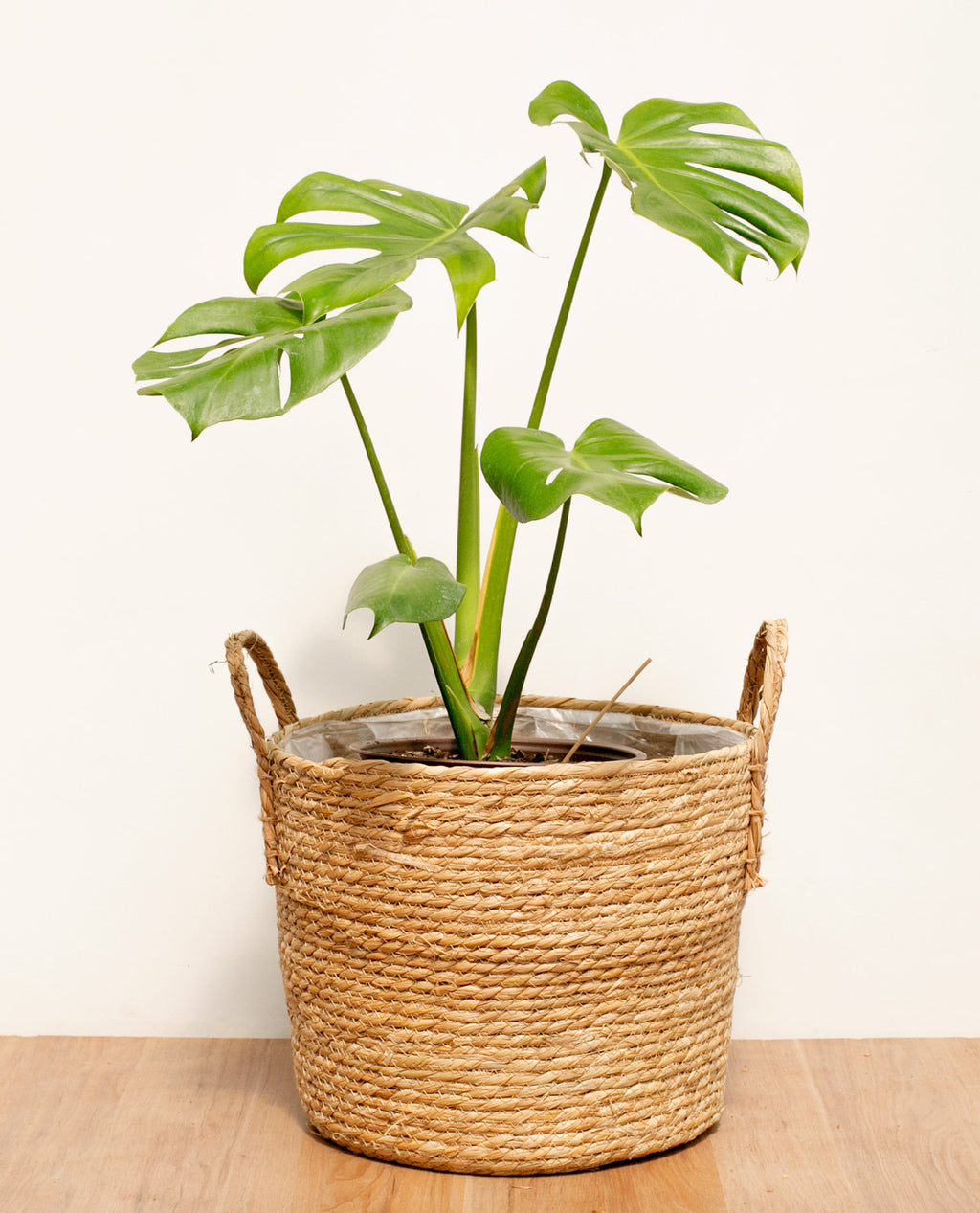 Monstera deliciosa L