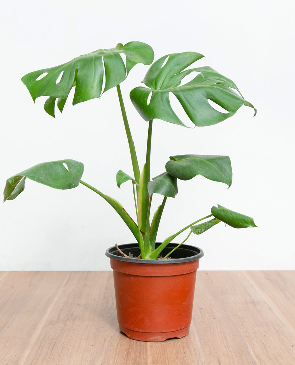 Monstera Deliciosa M