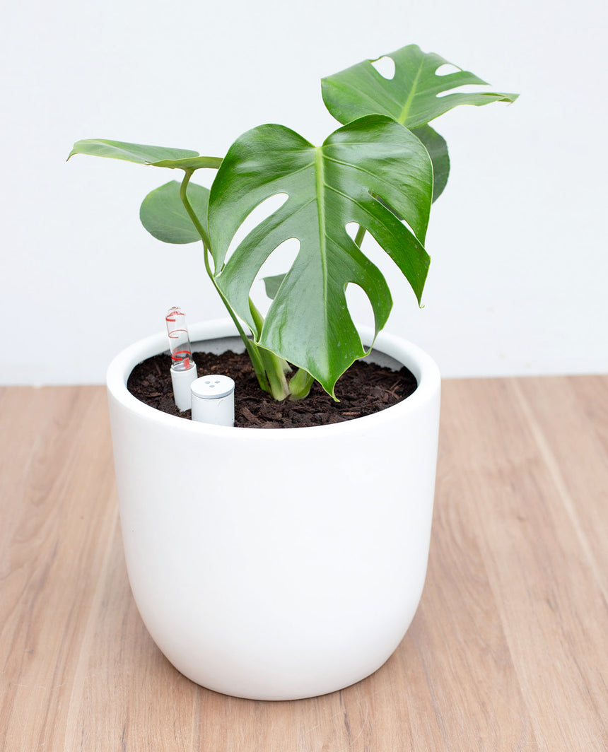 maceta para monstera deliciosa Monstera Deliciosa M – lepotit