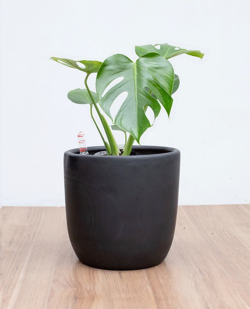 maceta para monstera deliciosa Monstera Deliciosa M – lepotit