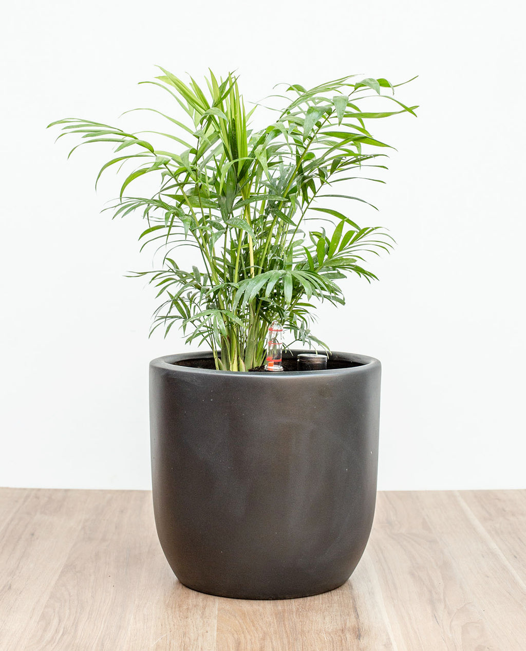 Palmera Chamaedorea (M)