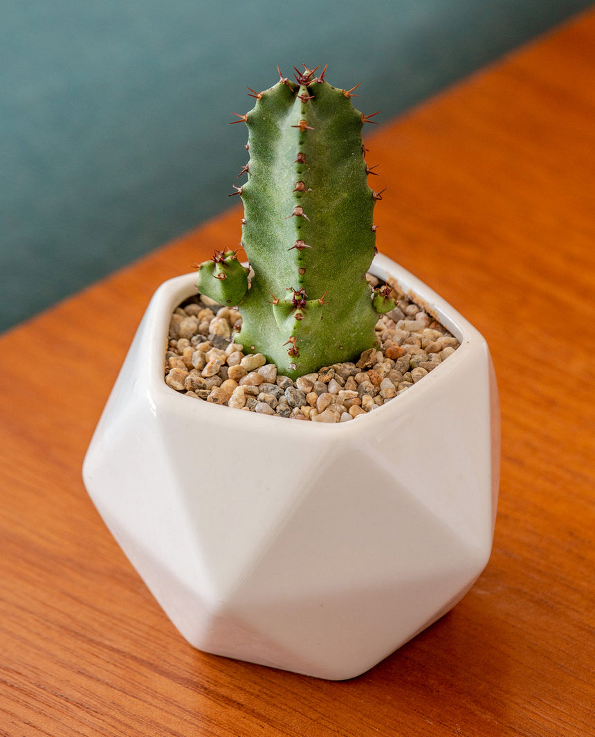 Macetero Diamante para cactus y suculentas