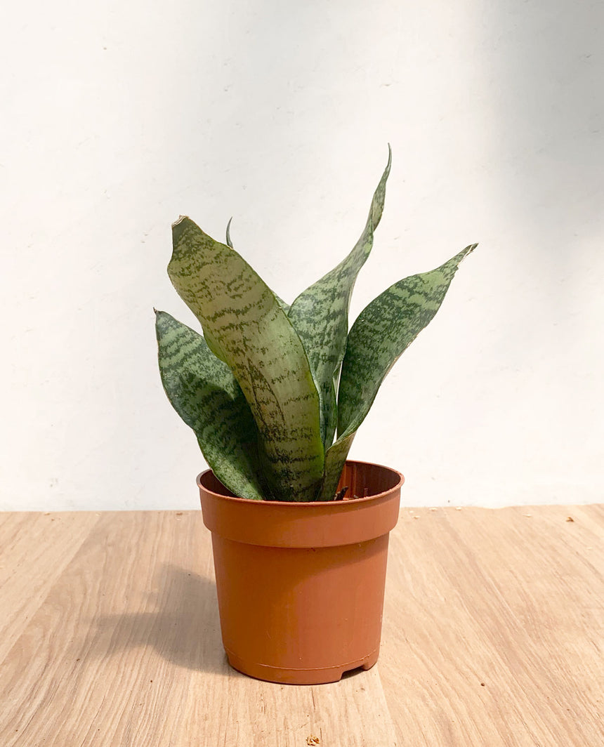 sansevieria lengua de suegra Sansevieria