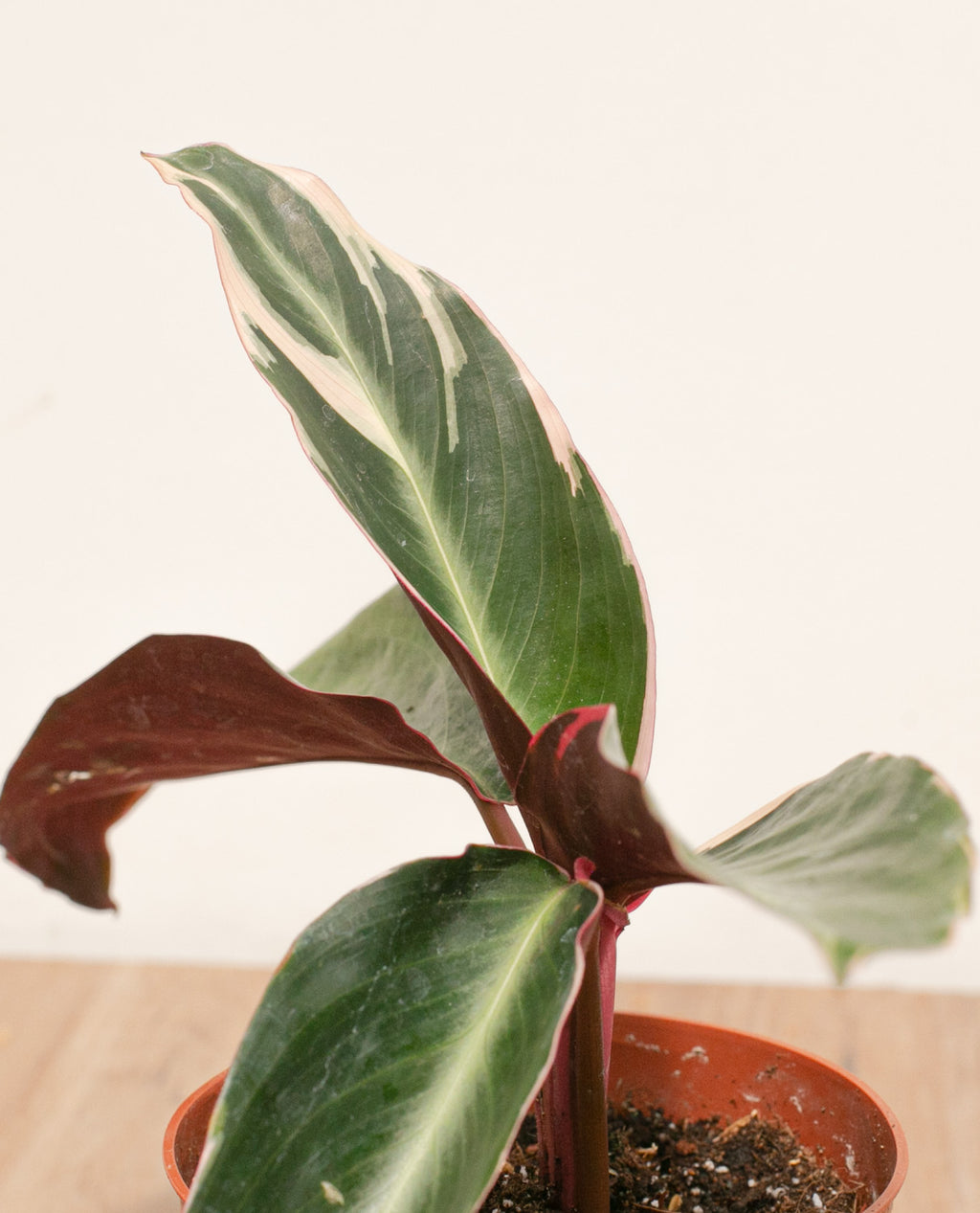 Stromeante sanguinea triostar