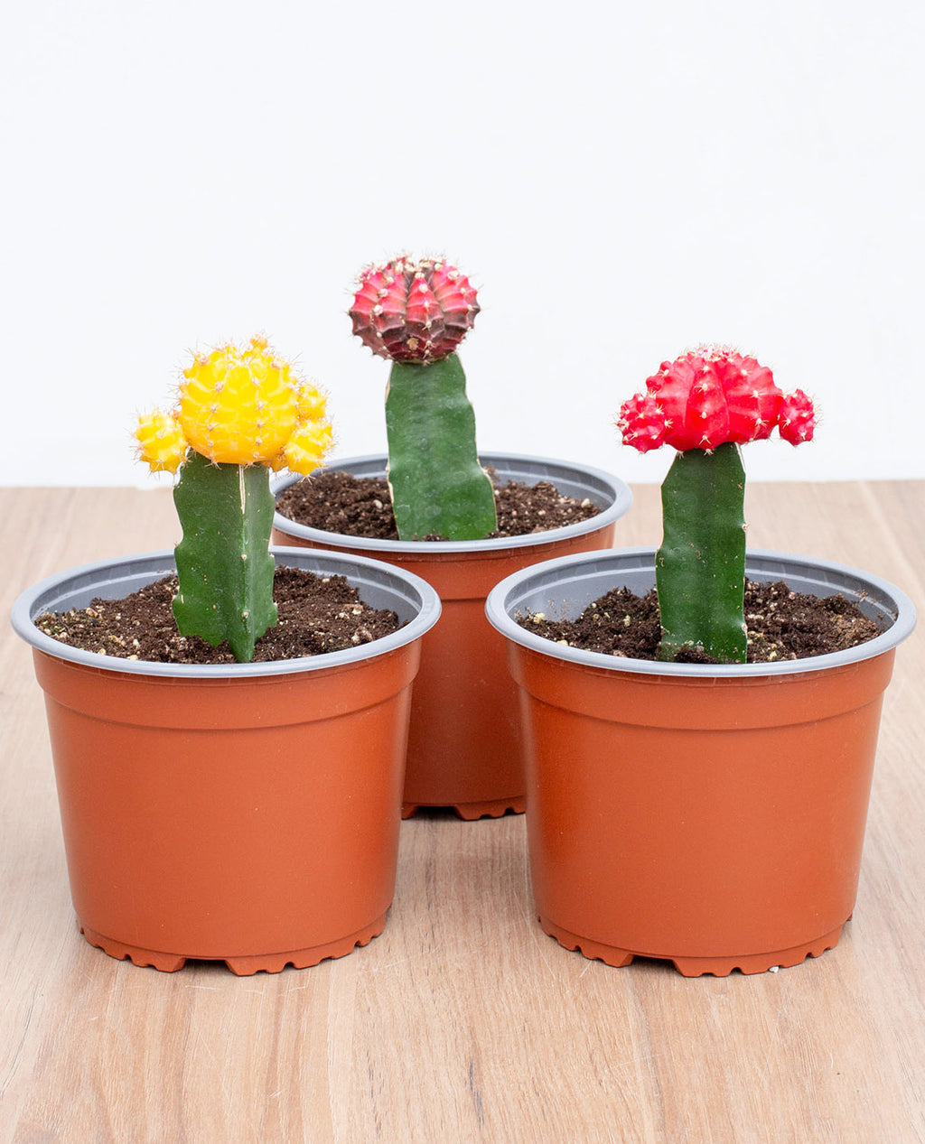 Cactus injertado