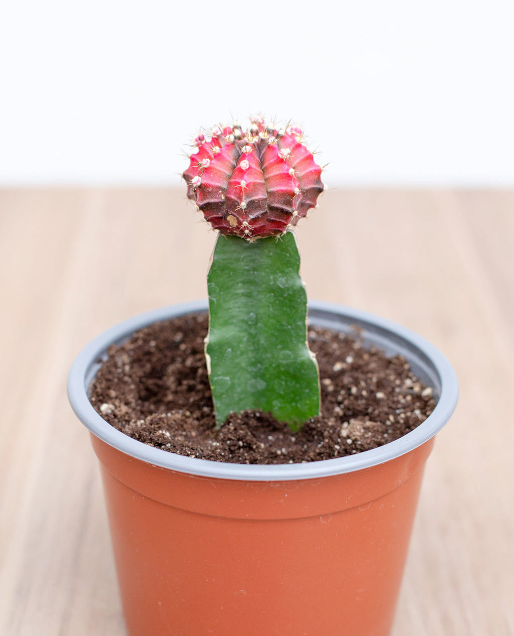 Cactus injertado – lepotit