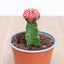 Cactus injertado