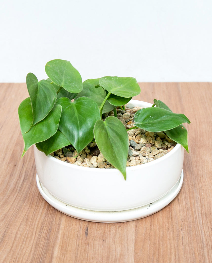 philodendron cordatum cuidados Philodendron Cordatum – lepotit