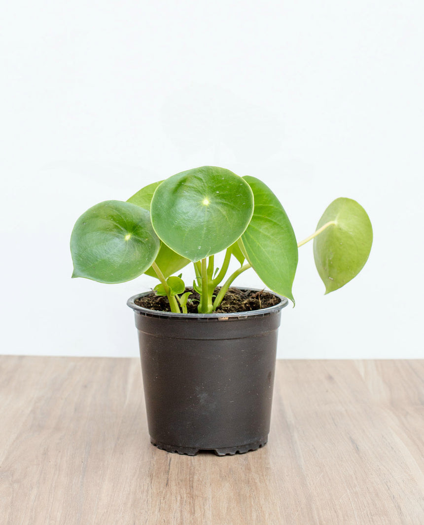 Peperomia (Cucharita)