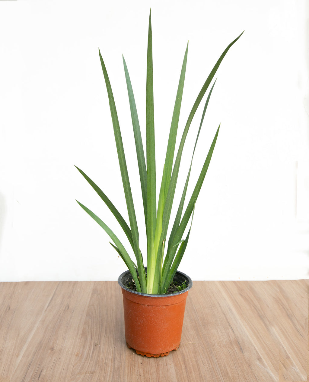 Dietes grandiflora