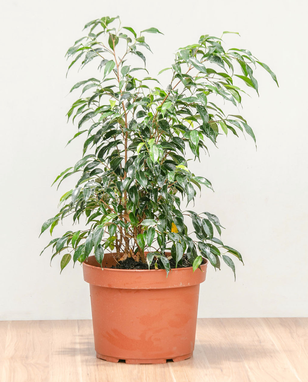 Ficus Benjamina
