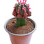 Cactus injertado