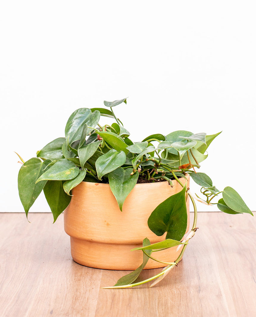 philodendron cordatum cuidados Philodendron Cordatum – lepotit