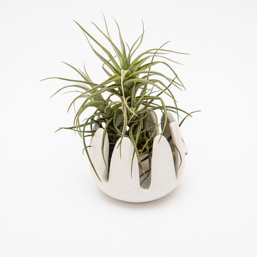 macetas para plantas de aire Macetero Plantas de Aire – lepotit