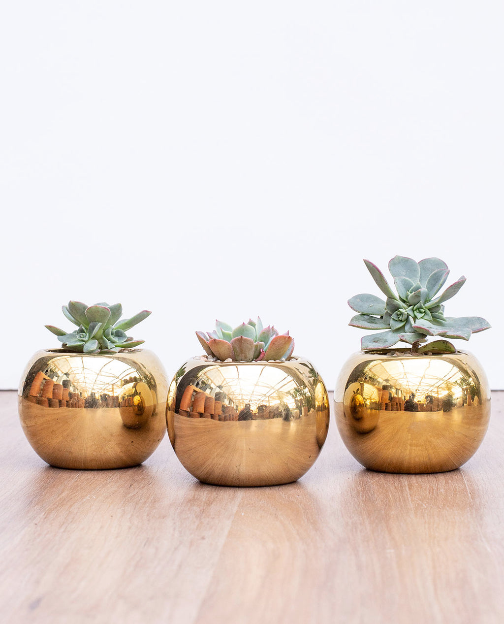 Trio Sucu Gold