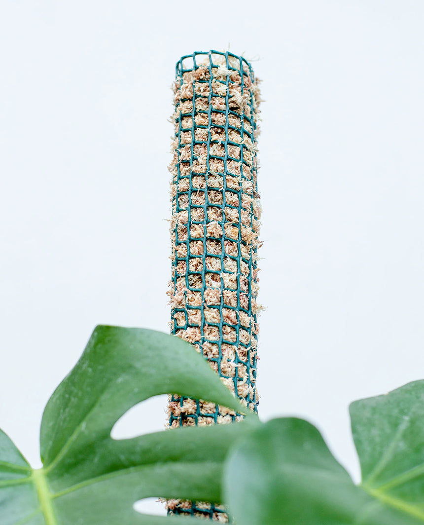 como hacer un tutor para monstera Tutor de musgo para plantas – lepotit