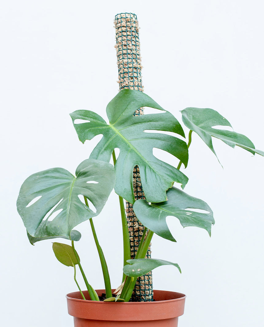 como hacer un tutor para monstera Tutor de musgo para plantas – lepotit