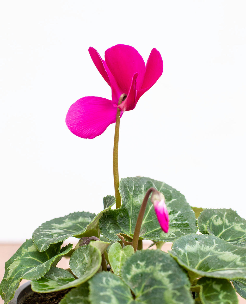 Violeta de Persia (Cyclamen)